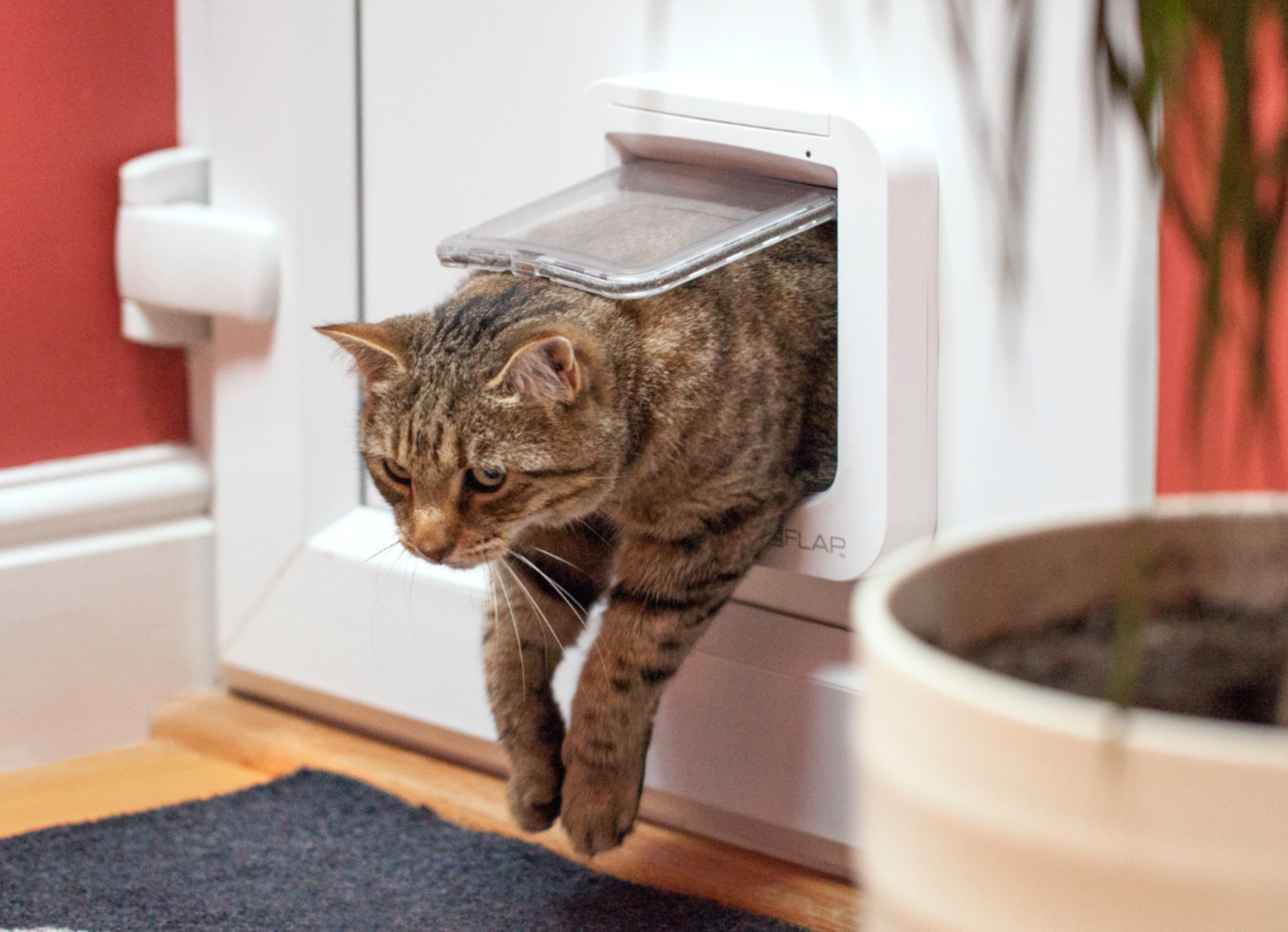 cat flaps