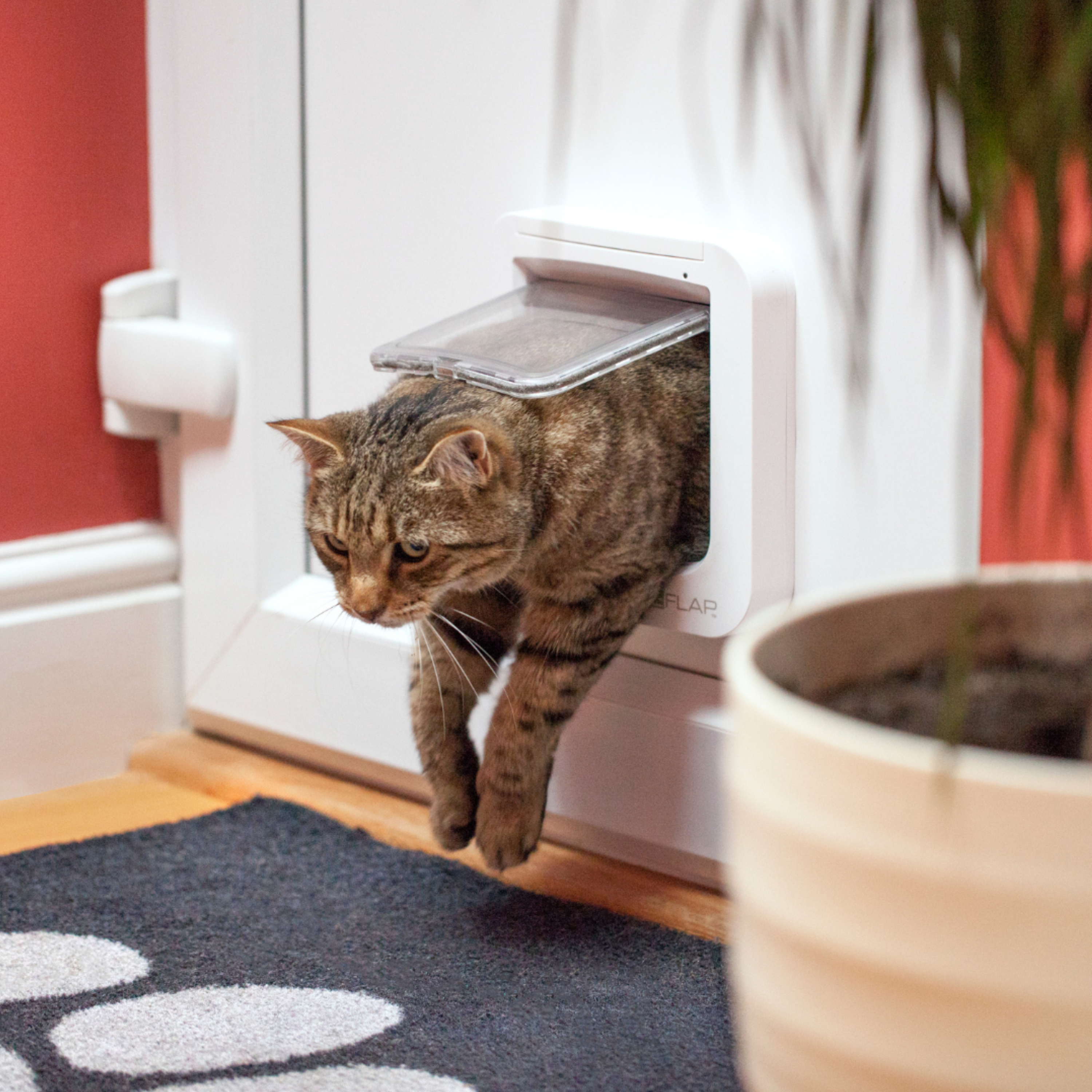 cat flaps