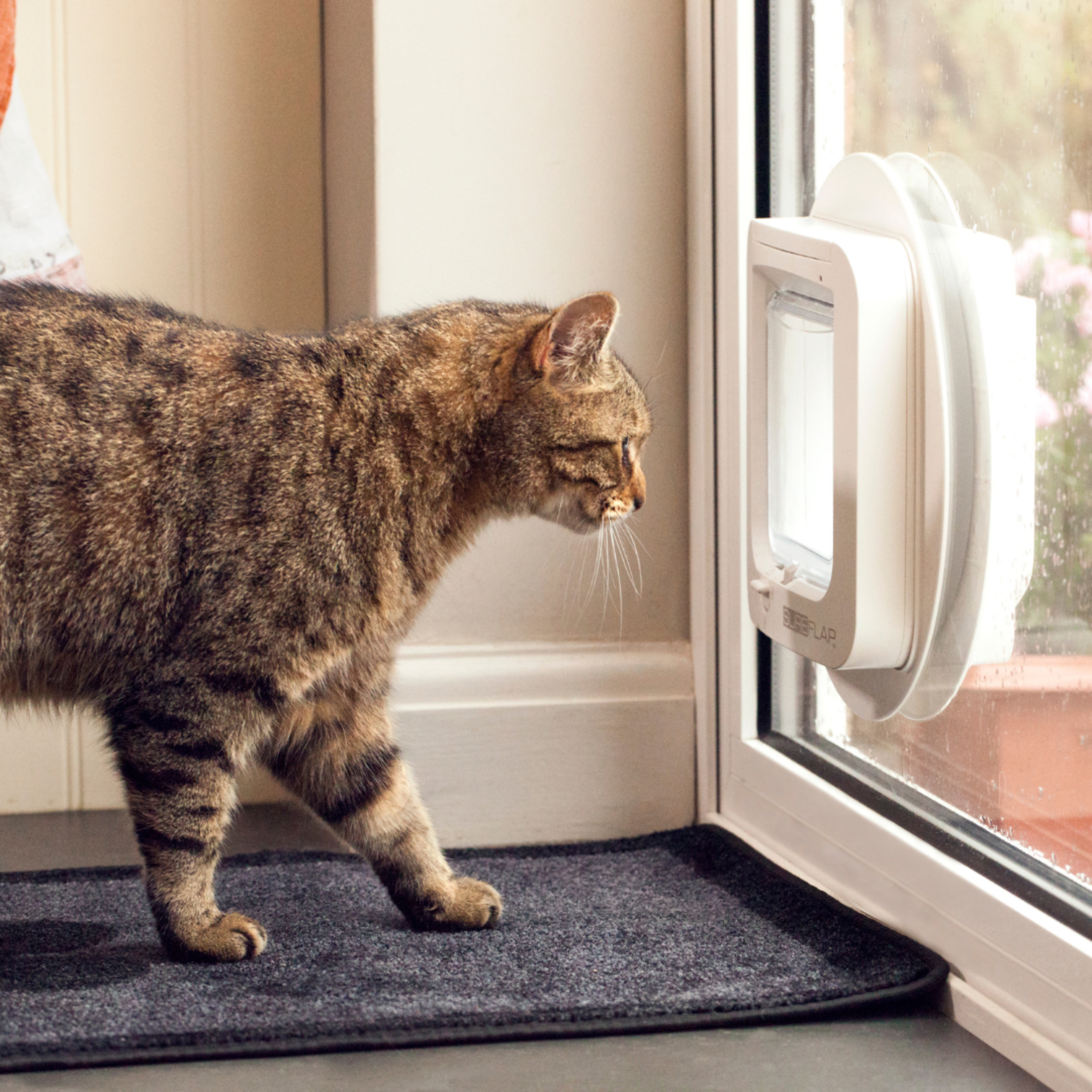 cat flaps