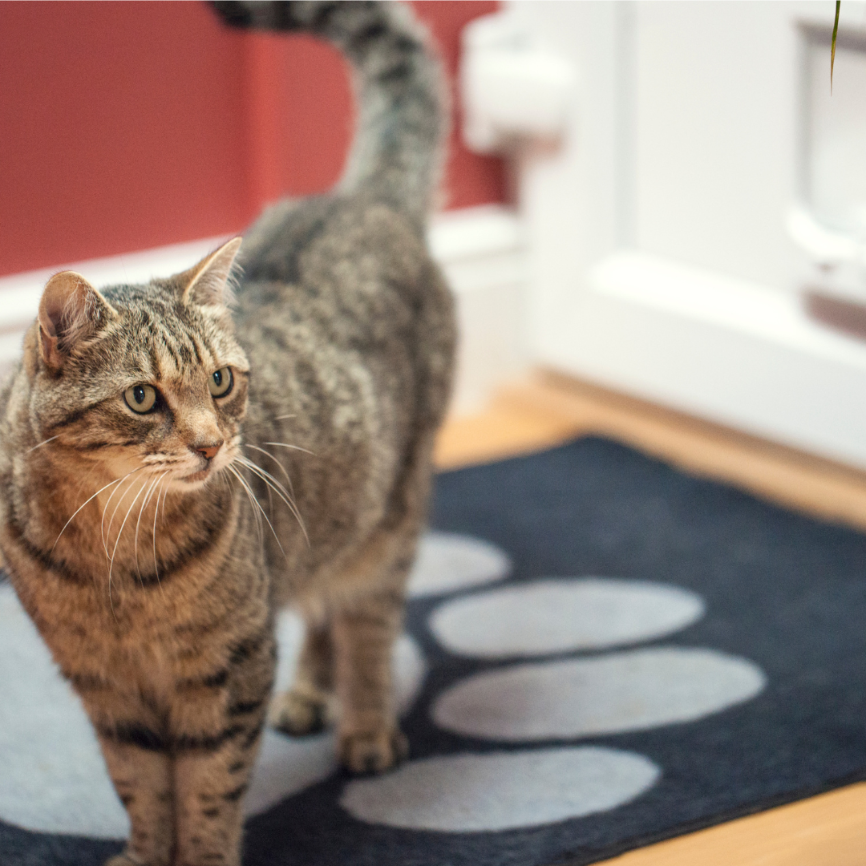cat flaps