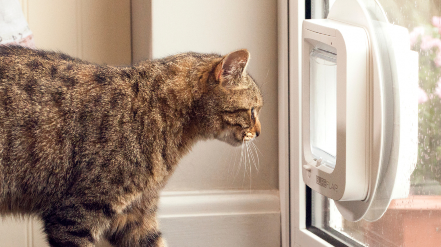 cat flaps